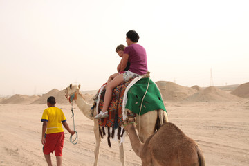 people drive on camels - obrazy, fototapety, plakaty