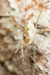 Daddy longlegs sitting on wood. Macro photo.