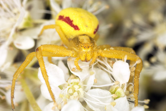 Goldenrod crab spider in agressive position. Macro photo.