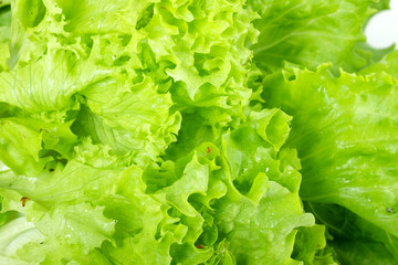 Salad leaves on a white