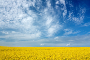 Wolkenformationen &uuml;ber Rapsfeld in Schleswig-Holstein