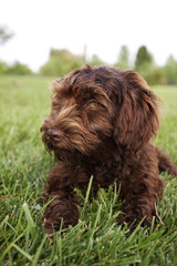 Australian Labradoodle - Outside