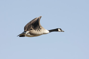 Fototapeta premium Canada Goose (Branta canadensis) In Flight