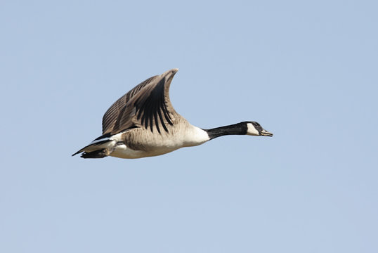 Canada Goose (Branta canadensis) In Flight