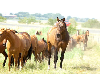 Obraz premium Konie na padoku
