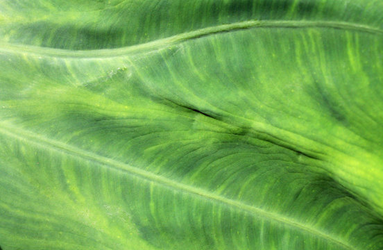 Green leafy texture