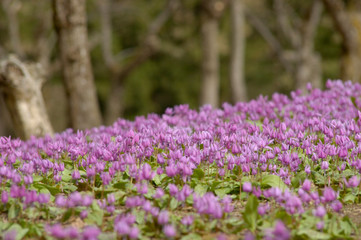 Obraz premium カタクリ群生地