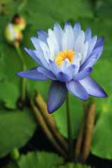 Water Lily