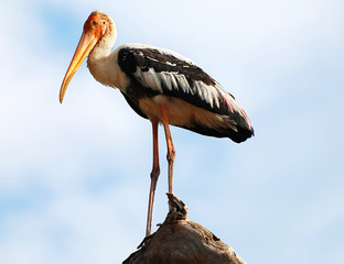 Painted Stork