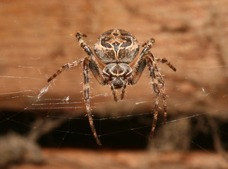 Kreuzspinne lauet im Netz