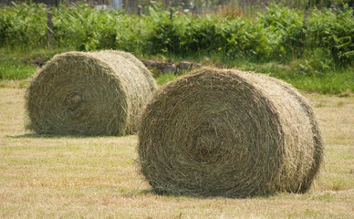 Meules de foin