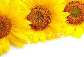 Three sunflowers on white background with copyspase