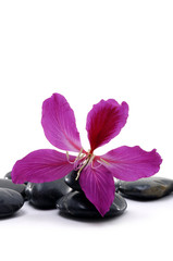 Obraz na płótnie Canvas black pebbles with beauty red flower