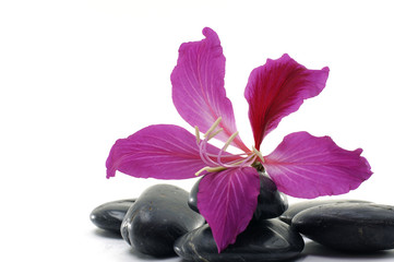 Wellbeing-tropical red flower with black pebbles