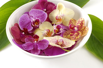 Bowl of colorful orchid with green leaf