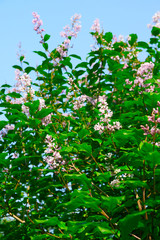 blooming lilac on blue sky
