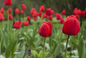 Тюльпаны