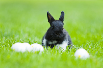 Ostereier und Kaninchen auf dem Rasen