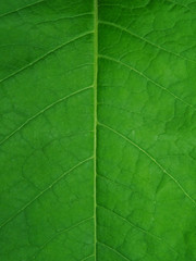 Green leaf as the texture.