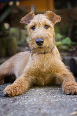 Irish Terrier Welpe
