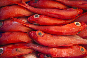 red fish