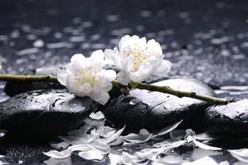 Keuken spatwand met foto Black stones and white cherry  flower with petal on water drops © Mee Ting