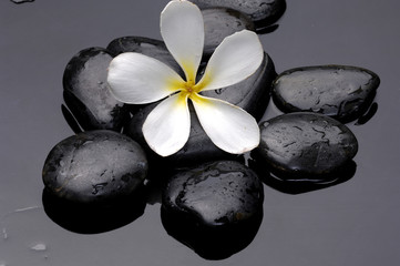 Fototapeta na wymiar Frangipani flower on spa stones