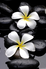 Still life frangipani flower and black stones