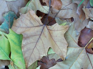 Hojas de Pl&aacute;tano secas