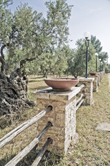 Olive-trees field with fence.