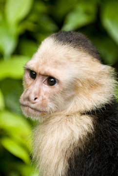 Monkey The White Faced Capuchin In Costa Rica