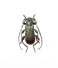 The metalic longhorn beetle isolated on white