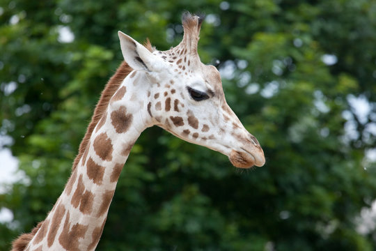 The Rothschild Giraffe (Giraffa camelopardalis rothschildi)