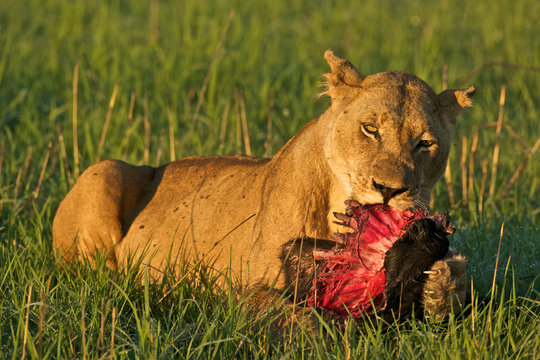 Lioness with food