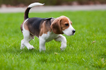 Beagle dog on green grass