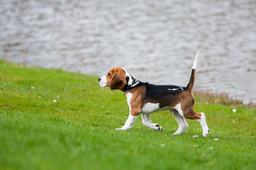 Beagle on green grass