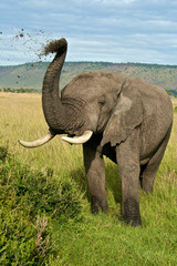 Obraz premium African elephant throwing up dirt