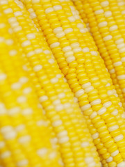 Corn background