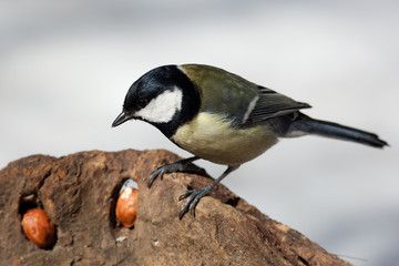 Fototapeta premium Great Tit, Parus major