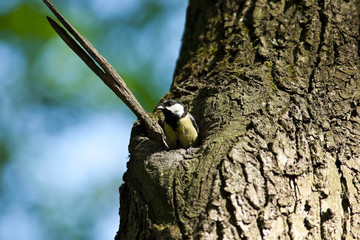 Great Tit, Parus major