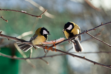 Great Tit, Parus major