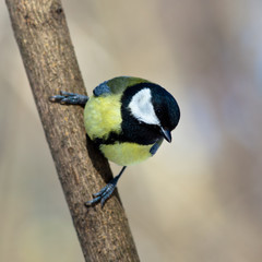 Great Tit, Parus major