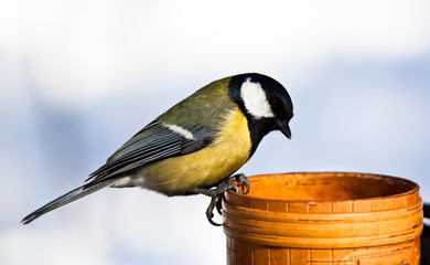 Great Tit, Parus major