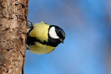 Great Tit, Parus major