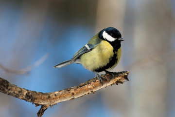 Great Tit, Parus major