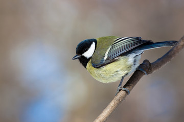 Great Tit, Parus major