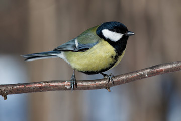 Great Tit, Parus major