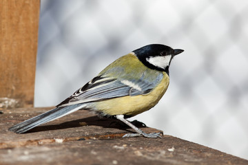 Great Tit, Parus major