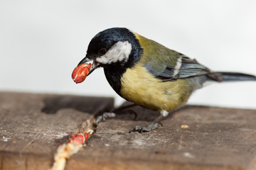 Great Tit, Parus major