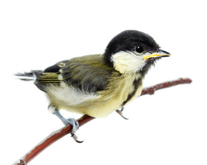 Great Tit, Parus major